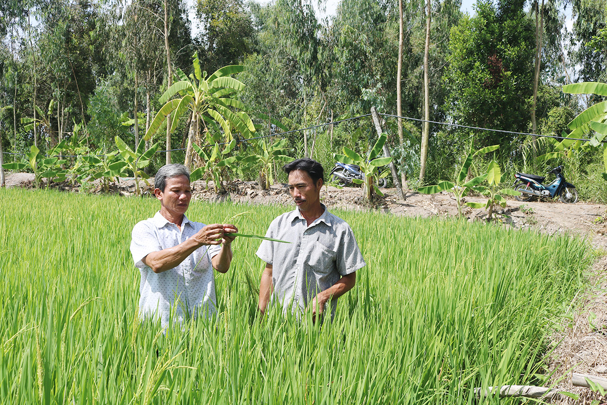 Hợp tác xác Tân Thuận Phát trồng lúa chất lượng cao, đầu ra ổn định