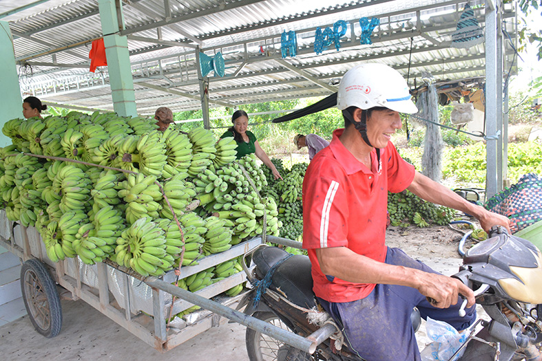 >Hướng đi mới cho nghề trồng chuối huyện U Minh Thượng