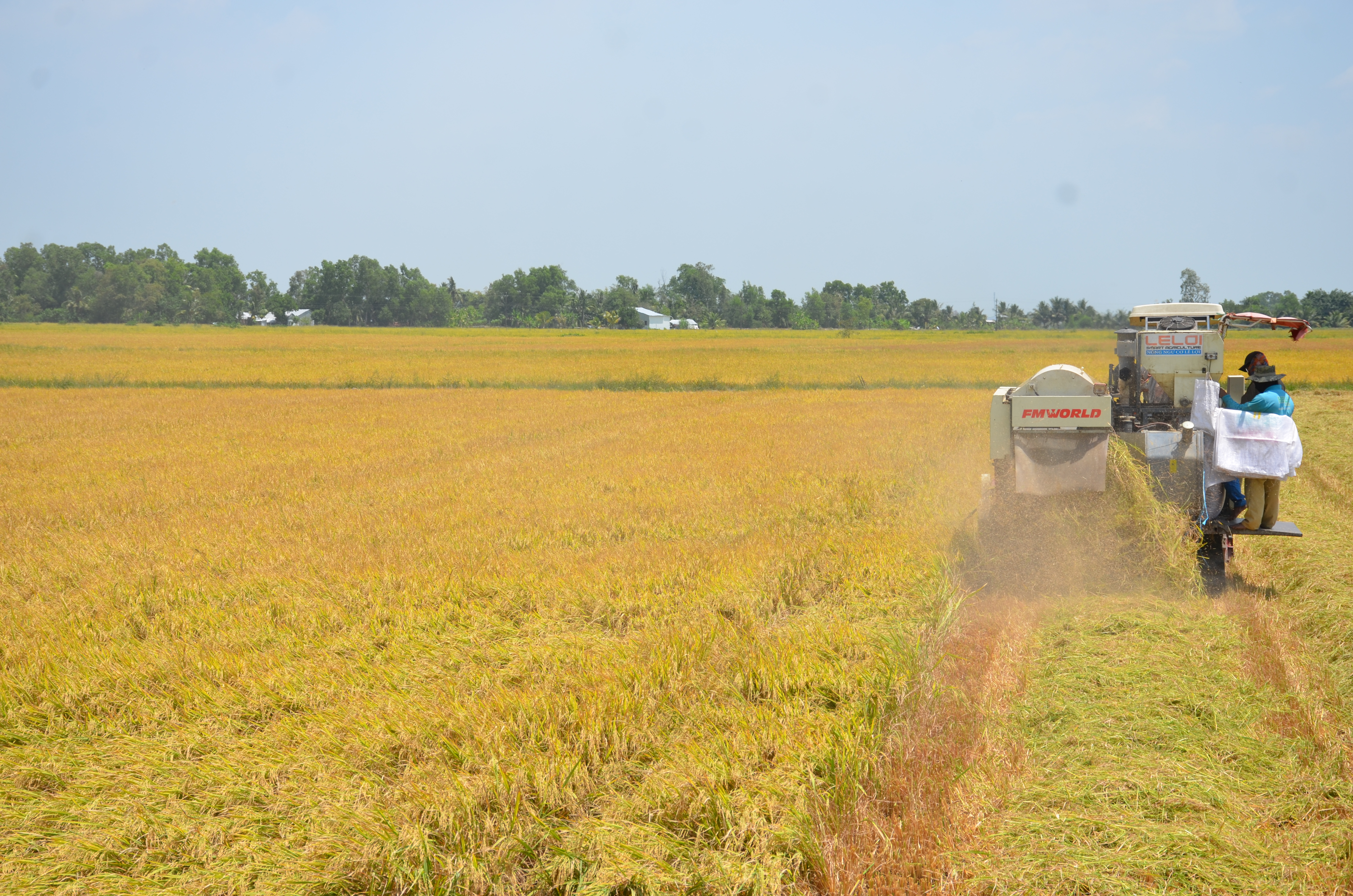 Kiên Giang thu hoạch vụ mùa và đông xuân đạt gần 2,5 triệu tấn