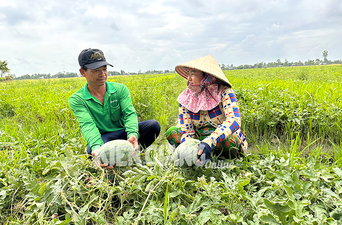 Sản xuất “thuận thiên”, nông dân nâng cao thu nhập