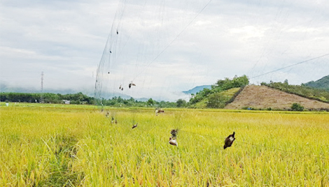 Ngăn chặn tình trạng săn bắt trái phép chim yến