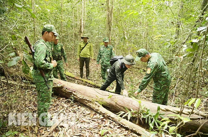 Đồn Biên phòng Gành Dầu tăng cường bảo vệ rừng