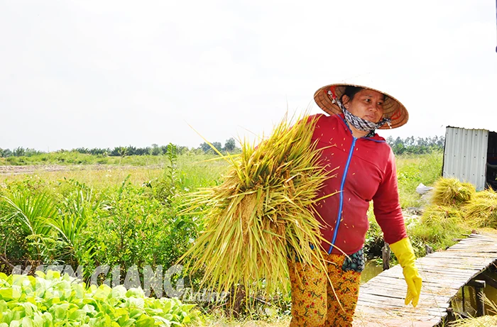 Nông dân vùng U Minh Thượng trúng đậm vụ lúa mùa