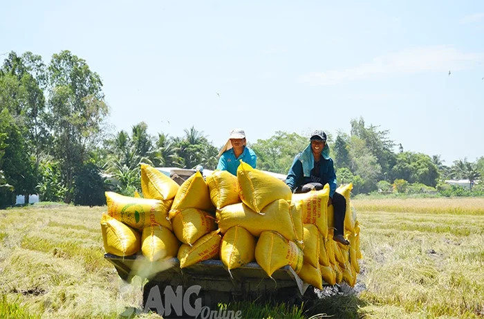 Kiên Giang: Sản lượng vụ mùa và đông xuân ước hơn 2,5 triệu tấn