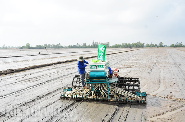 Kiên Giang nhân rộng mô hình lúa chất lượng cao, phát thải thấp