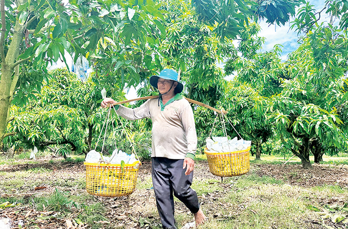 3. Ý nghĩa phong thủy của cây xoài vào mùa thu