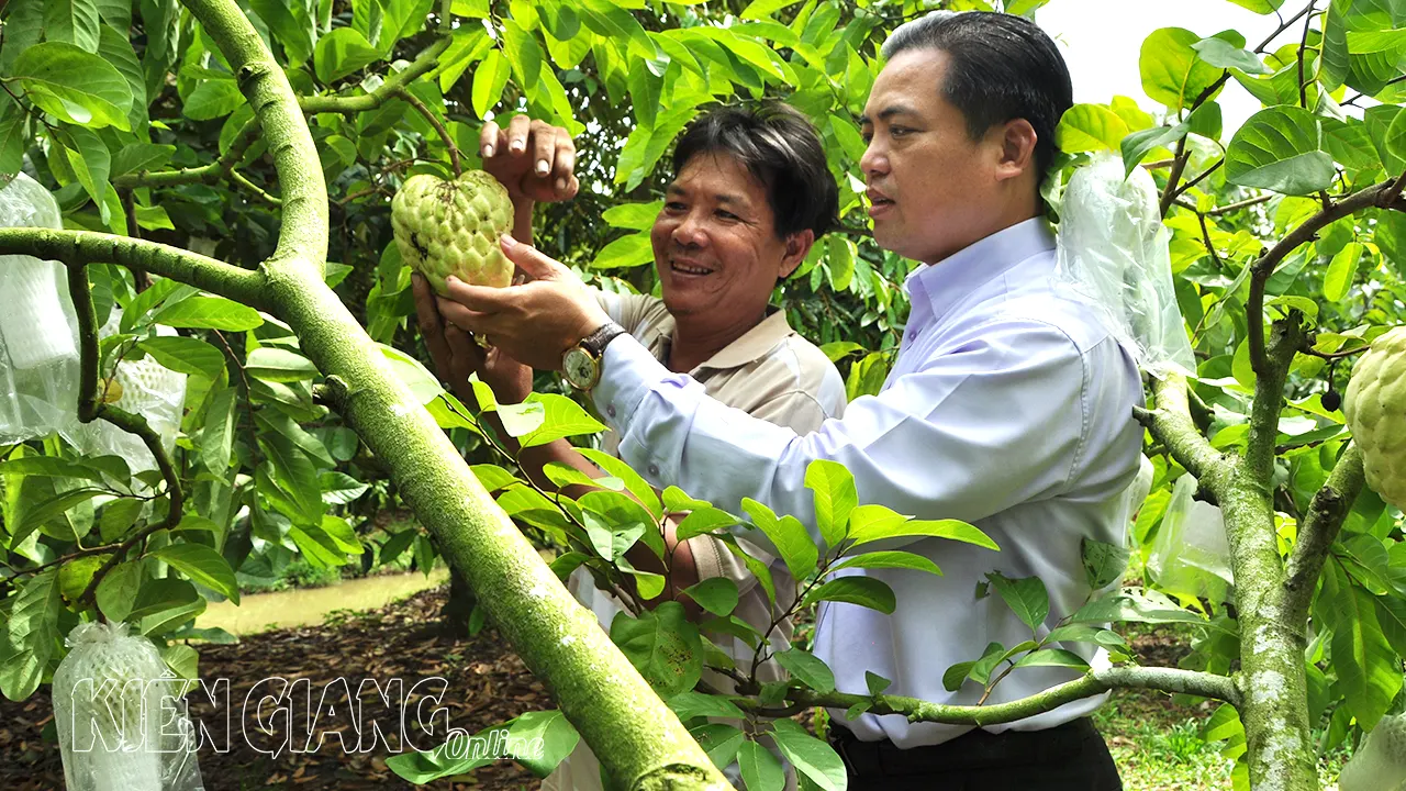 094955KGO-Đồng chí Huỳnh Văn Thái Quỳnh thăm mô hình trồng mãng cầu thái ở xã Hòa Lợi