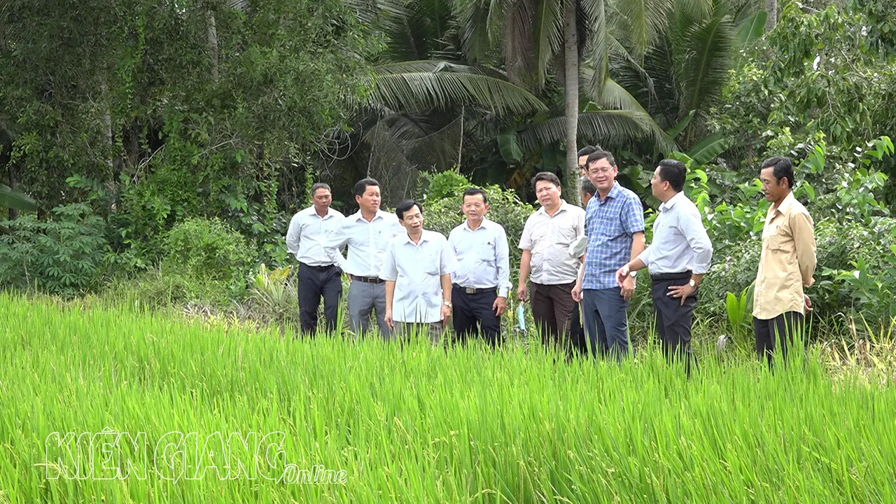 095022KGO-Lãnh đạo huyện Giồng Riềng thăm mô hình sản xuất lúa hữu cơ tại xã Thạnh Hòa