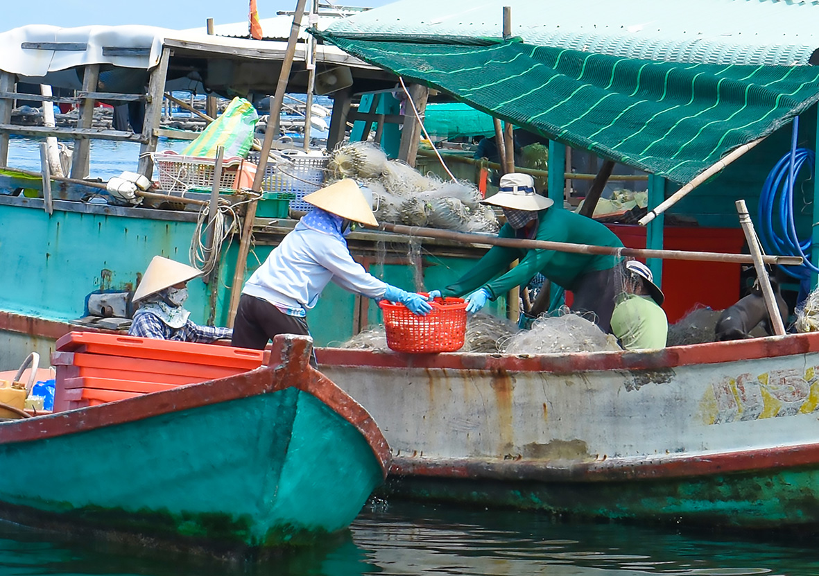 Ngư dân chuyển hải sản vào bờ tiêu thụ.