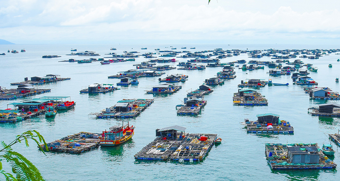 Ở Hòn Nghệ, nghề nuôi cá lồng bè giúp người dân phát triển kinh tế, làm giàu chính đáng.